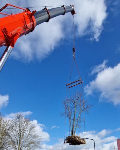 verplanten bomen