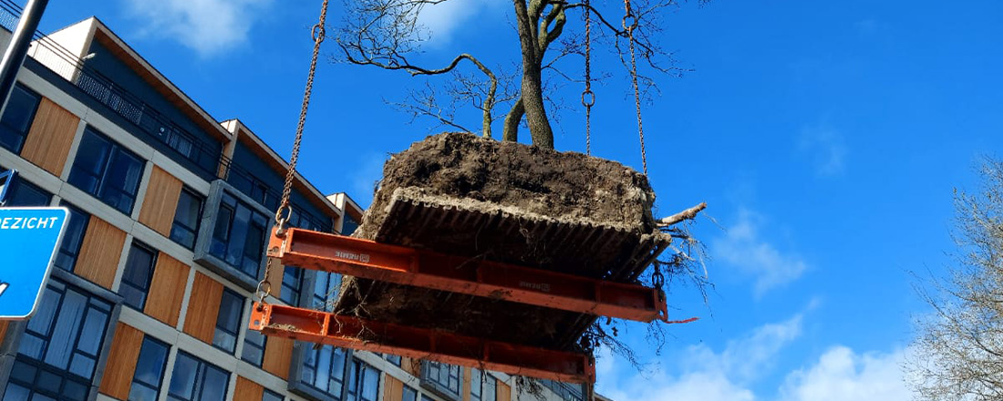 verplanten bomen dordrecht